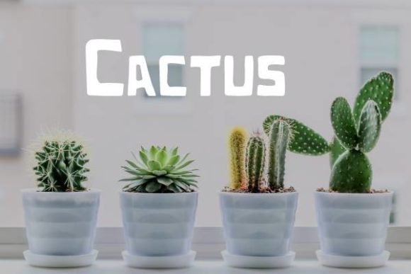 Cactus Font: A Playful, Professional Display Typeface for Small Businesses